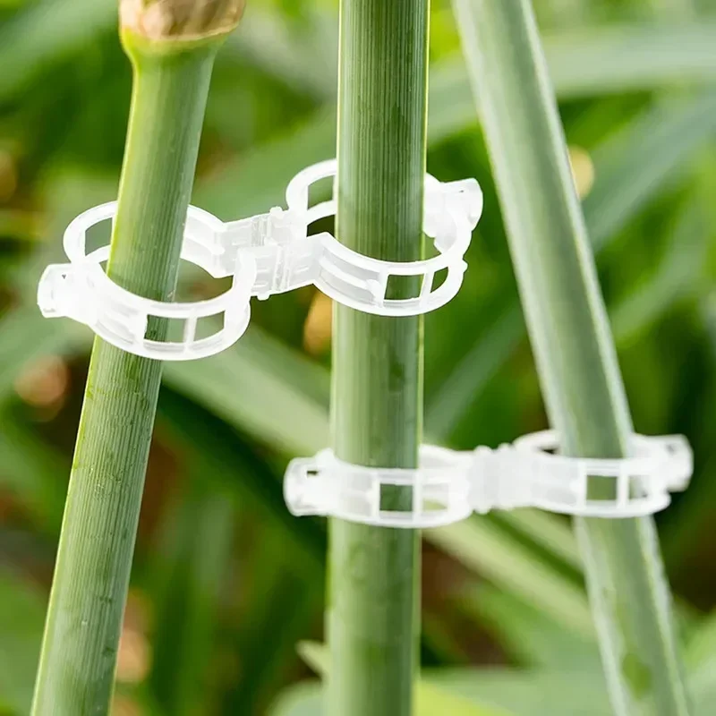 เถาแบบใช้ซ้ําได้เชื่อมต่อคลิปย - Vine Climbing Plastic บทวิจารณ์และราคา